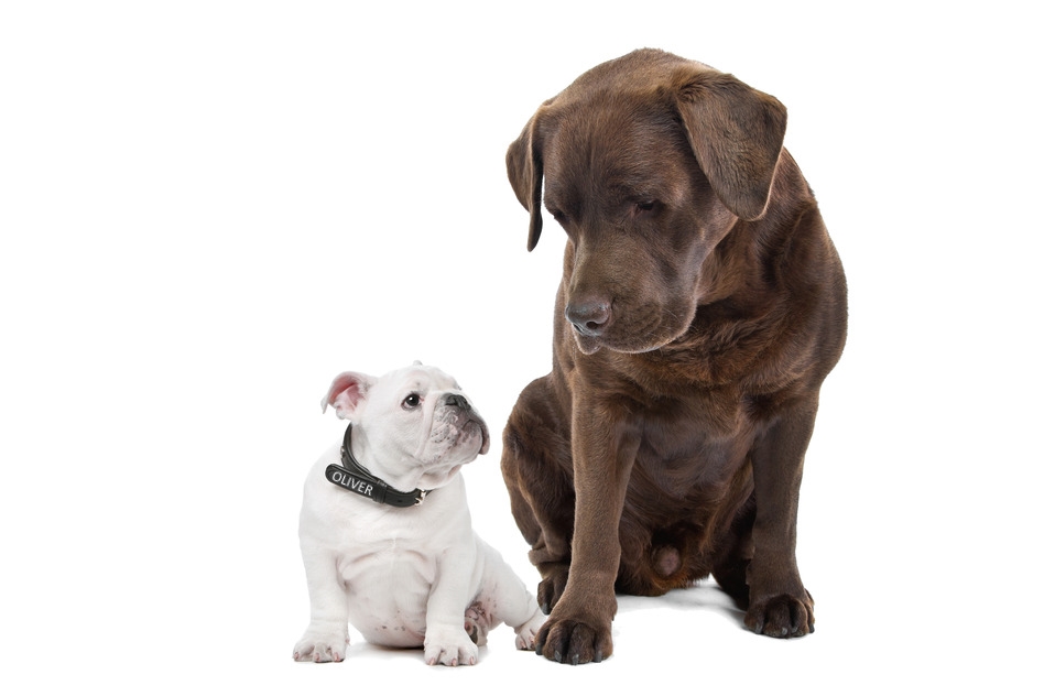 French bulldog puppy and Chocolate labrador in front of a white background