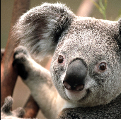koala_orig