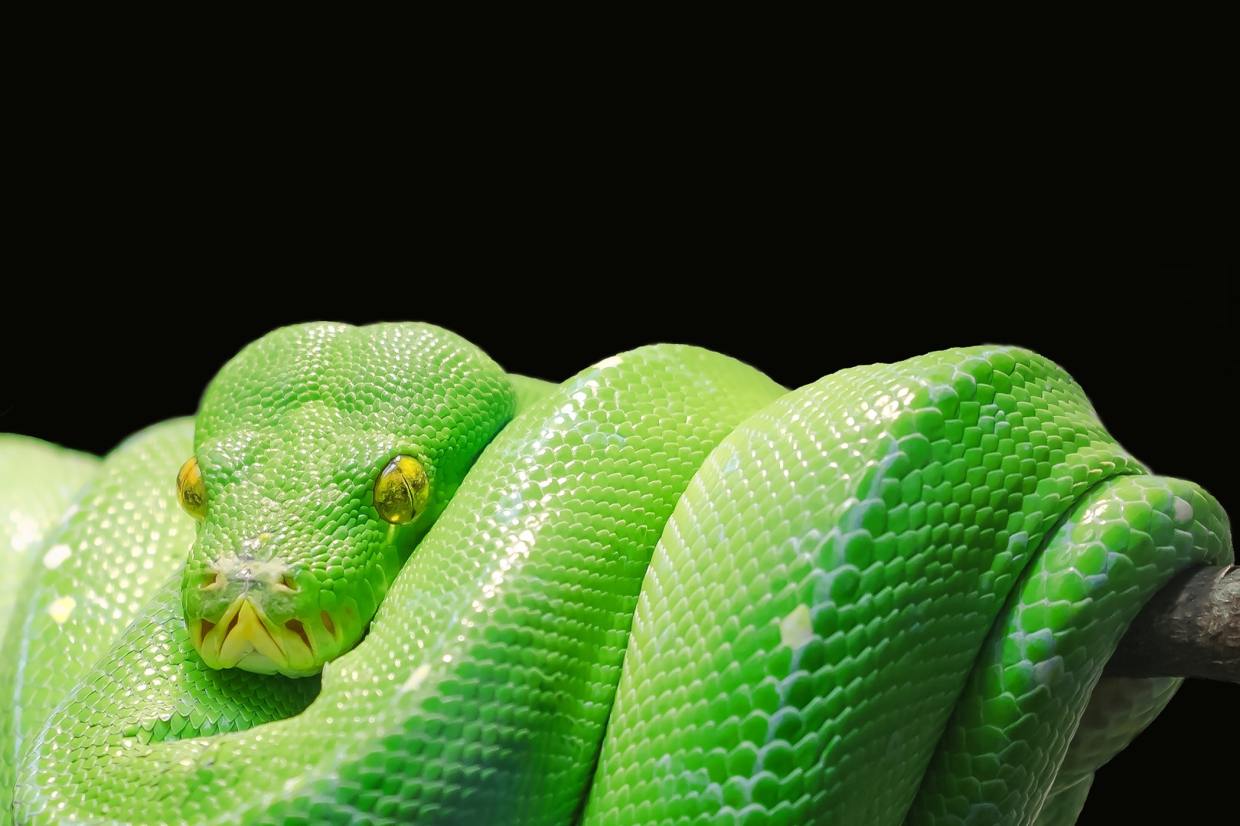 PBot: a Python-based adware