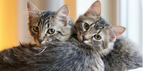 Copycat criminals abuse Malwarebytes brand in malvertising campaign