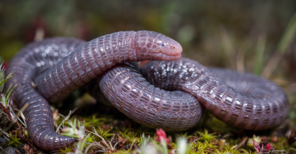 Ryuk ransomware develops worm-like capability