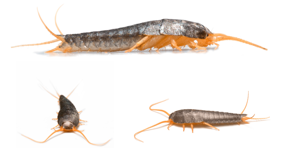 Report goes "behind enemy lines" to reveal SilverFish cyber-espionage group