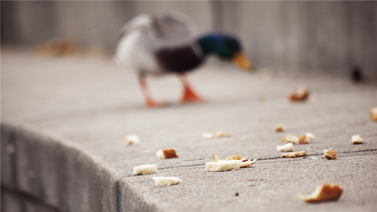 duck eating breadcrumbs