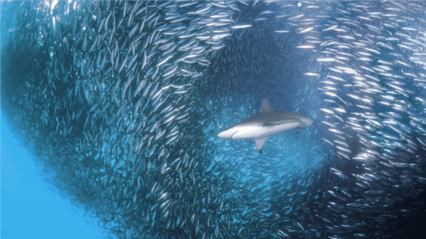 SharkBot Android banking Trojan cleans users out