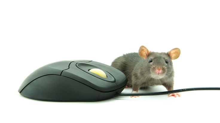 animal mouse next to a computer mouse
