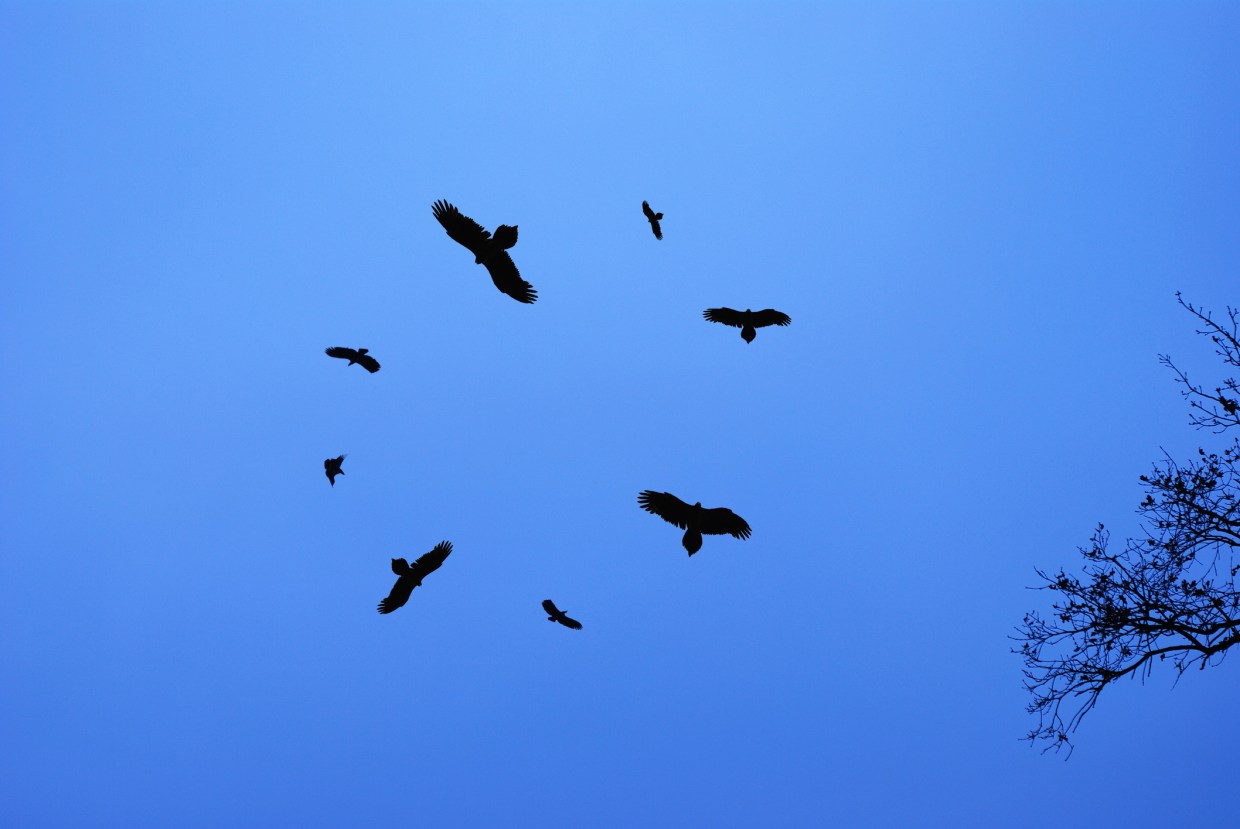 Silhouettes of birds circling in the sky
