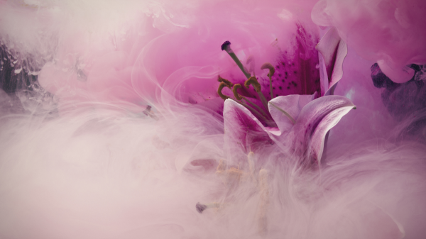 Meet Exotic Lily, access broker for ransomware and other malware peddlers