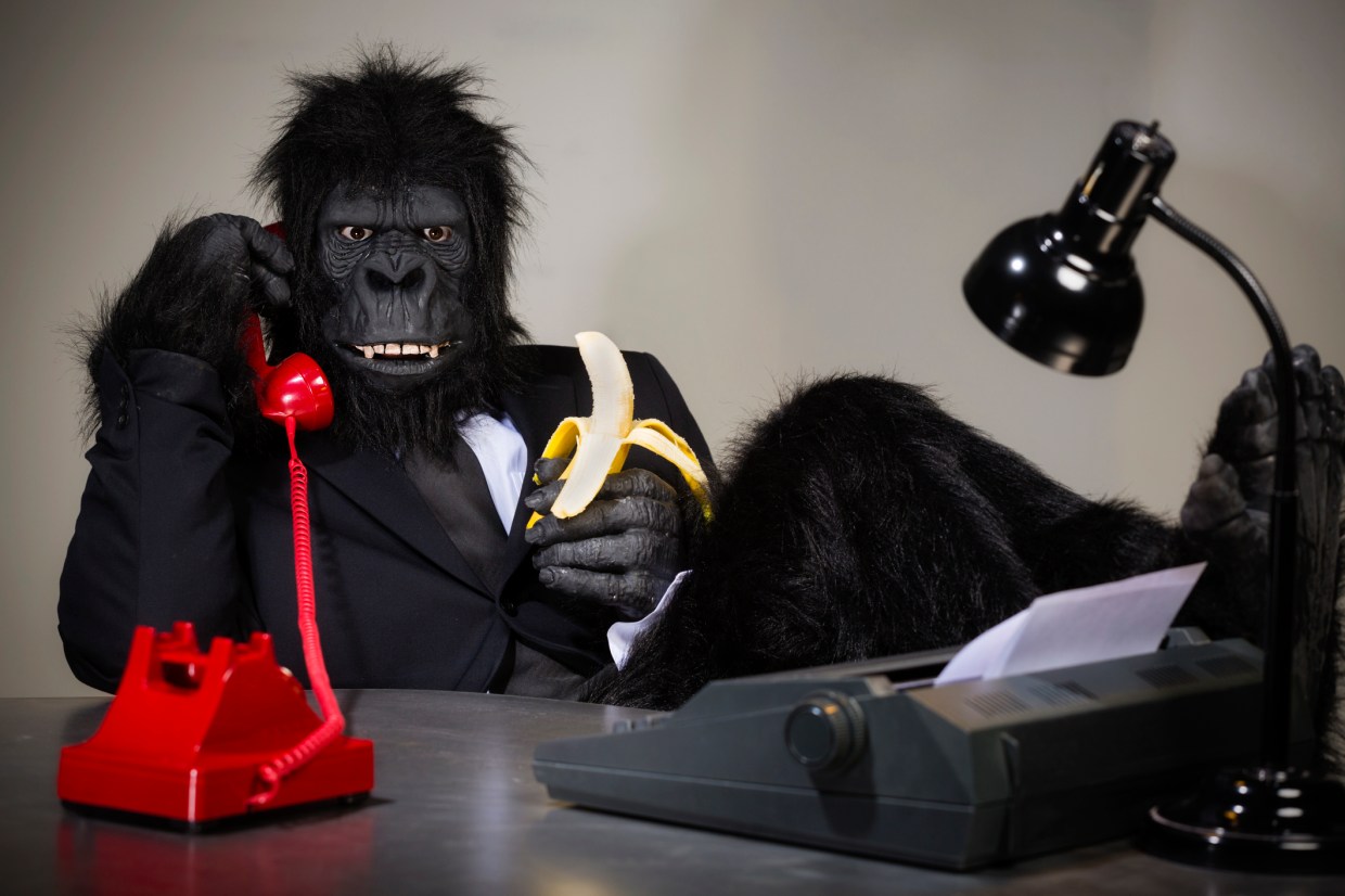 A gorilla in a suit talking on the telephone in his office.