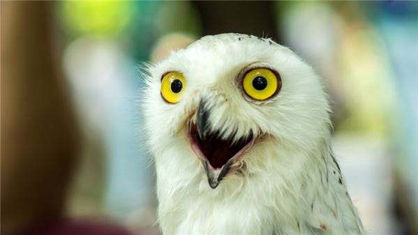 Update now! Patch against vulnerabilities in Meeting Owl Pro and Whiteboard Owl devices