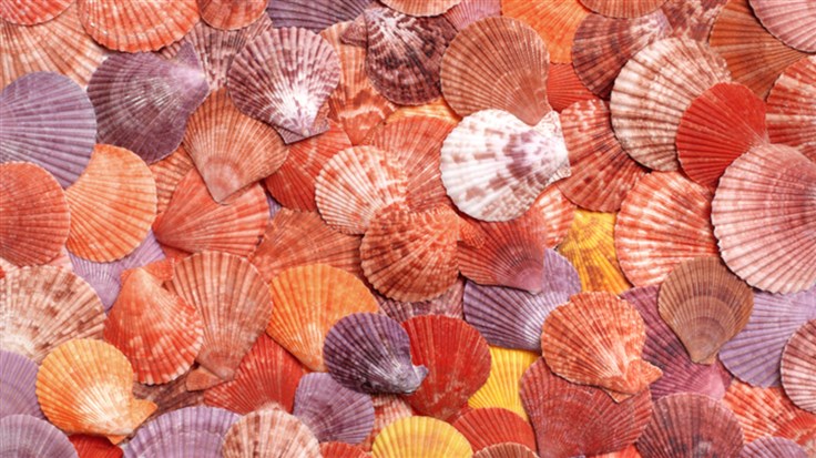 A lot of shells
