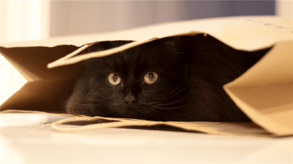Cat in a paper bag