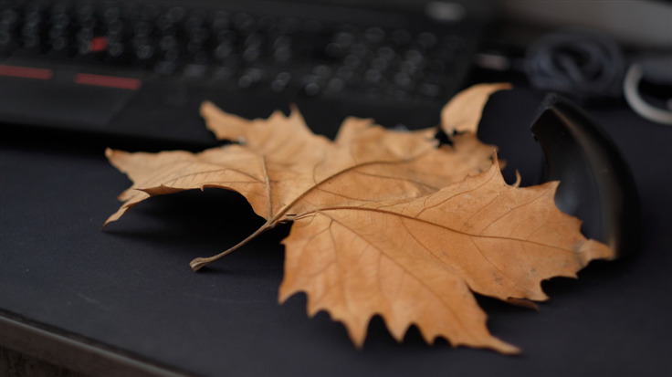 Fallen leaf on keyboard