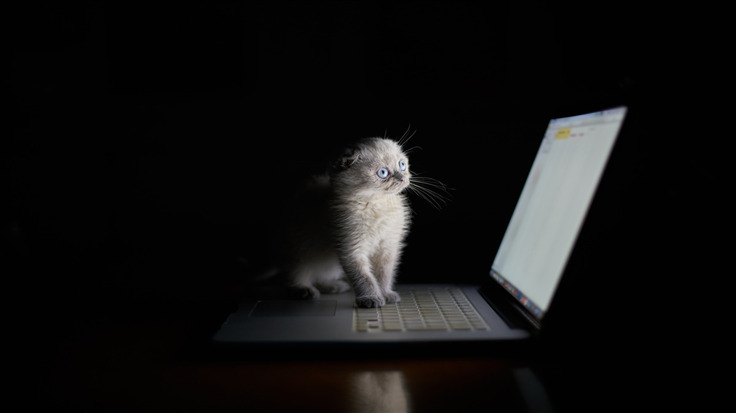 hacker-cat