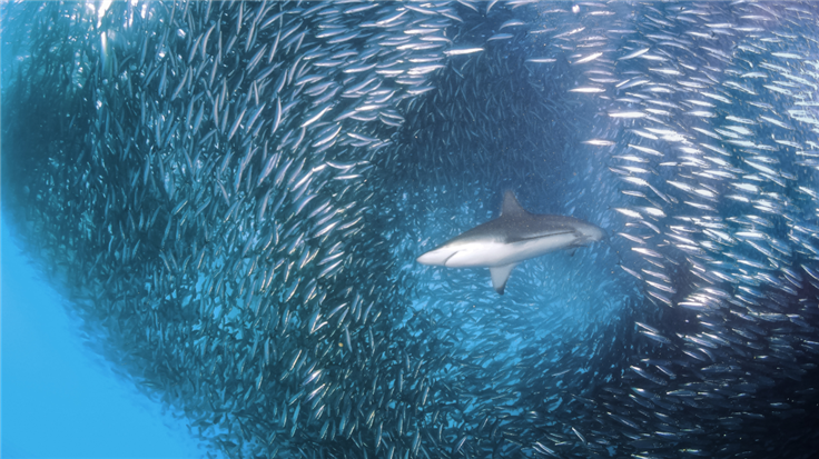 Shark hunting  in a school of fish
