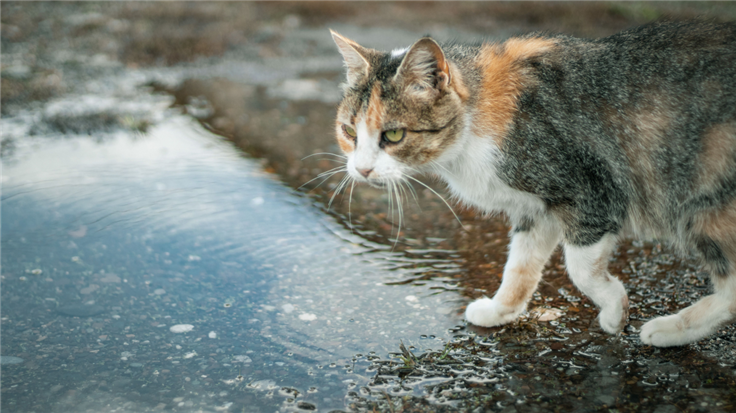 cat near a muddy puddle