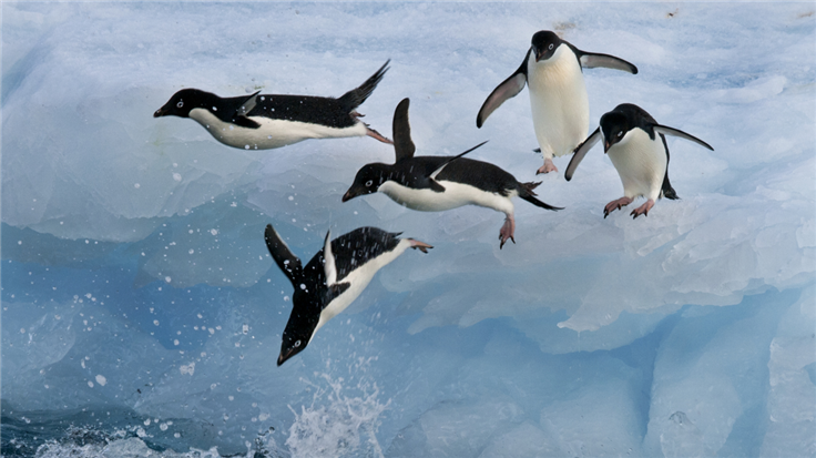 fleeing penguins