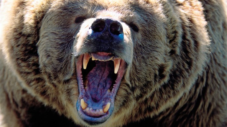 snout of a growling bear