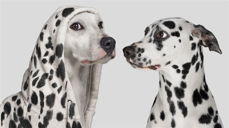 Dalmatian and another dog in a dalmatian outfit looking at each other