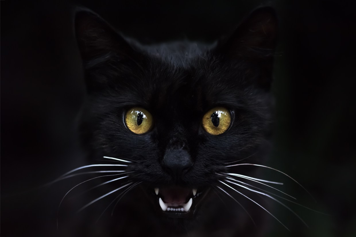 gato negro mostrando sus dientes