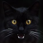 black cat showing its teeth