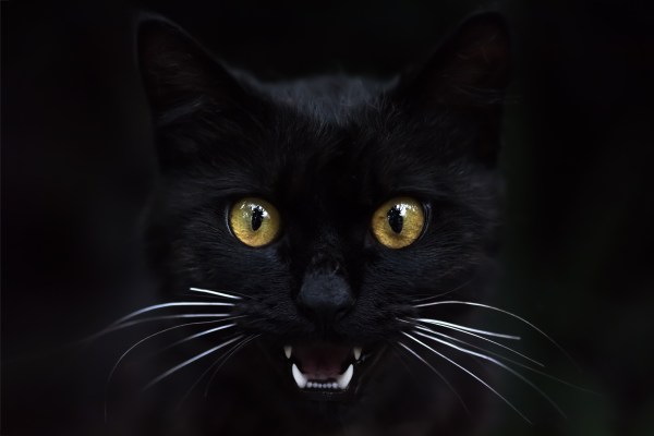 black cat showing its teeth