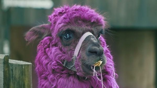 purple Llama