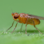 Alleged FruitFly malware creator ruled incompetent to stand trial