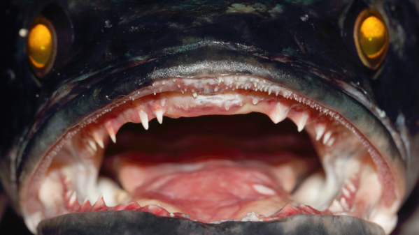 Close up of fish mouth with sharp teeth