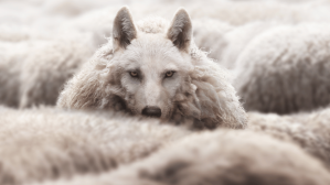 Image of wolf disguised as a sheep among a flock of sheep