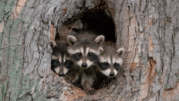 RaccoonO365 gang busted