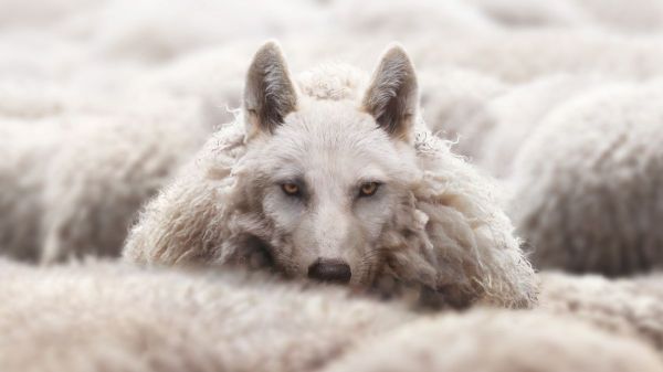 Image showing wolf in sheep's clothing