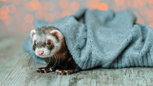 flexible ferret hidden