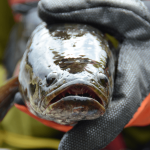 ugly phishing attempt