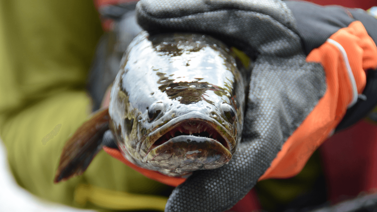 ugly phishing attempt