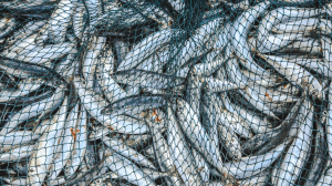 phishing at scale