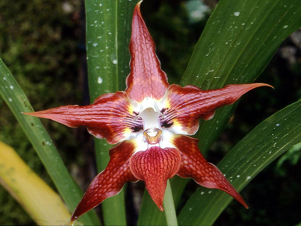 Huntleya burtii: the real "cat's face" orchid