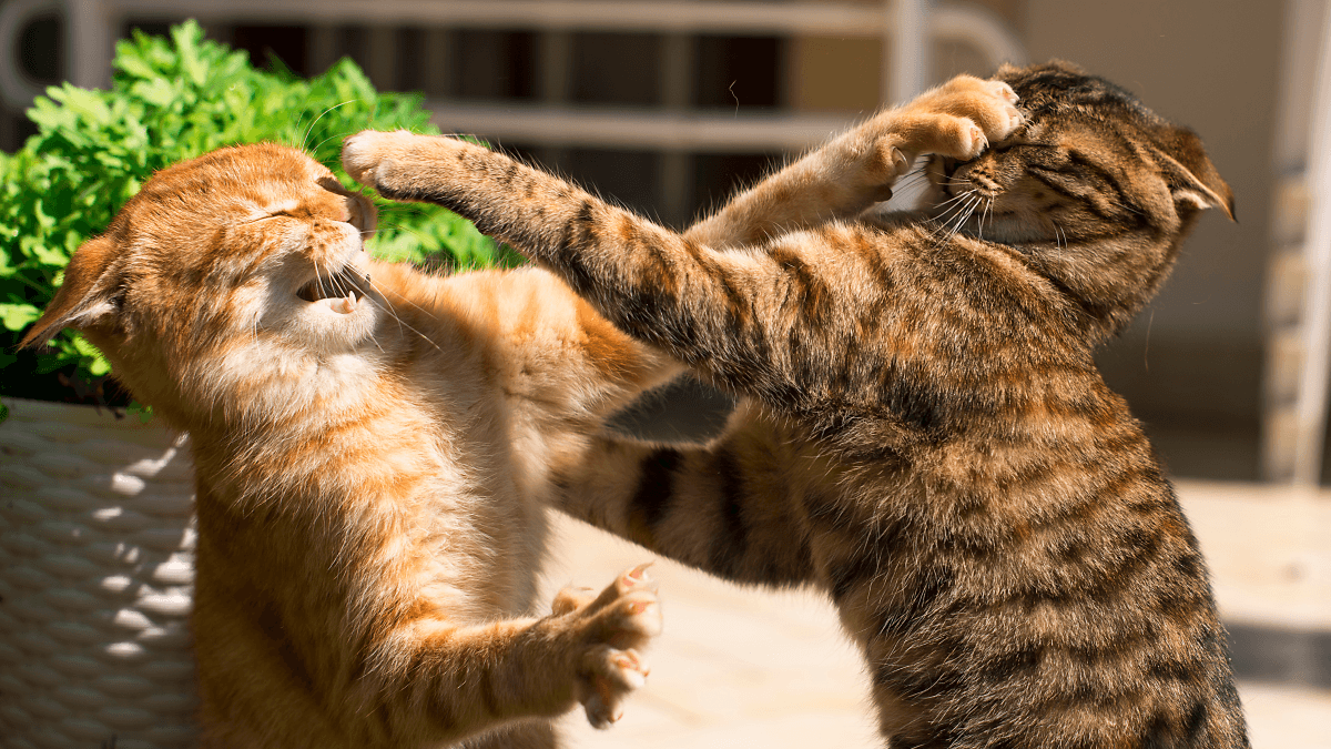 Una pelea de gatas entre ShinyHunters y Clop.