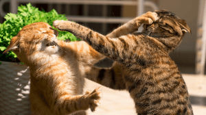 Una pelea de gatas entre ShinyHunters y Clop.