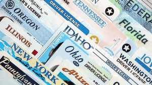 drivers' licenses